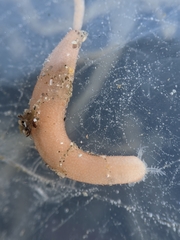 Leptosynapta albicans