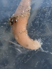 Leptosynapta albicans
