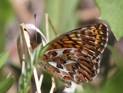Boloria freija