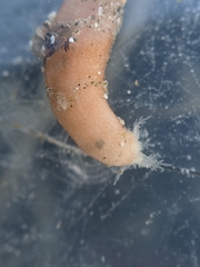 Leptosynapta albicans