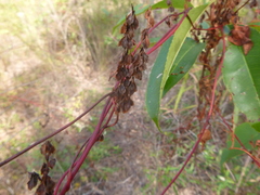 Fallopia cristata