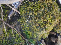 Fissidens bushii