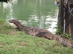 Varanus salvator