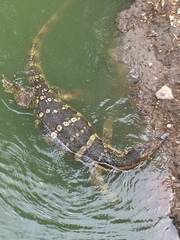 Varanus salvator