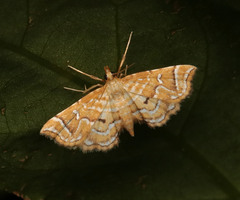 Musotima ochropteralis