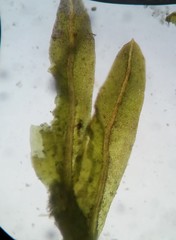 Fissidens bushii