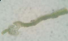 Fissidens bushii