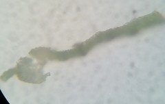 Fissidens bushii
