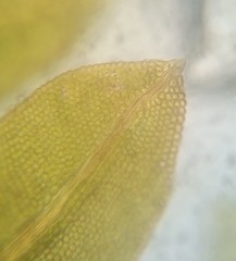 Fissidens bushii