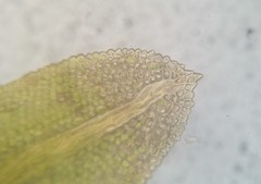 Fissidens bushii