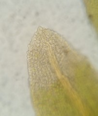 Fissidens bushii