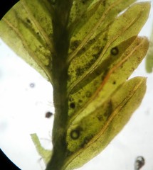 Fissidens bushii