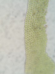 Fissidens bushii