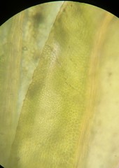 Fissidens bushii