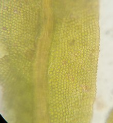 Fissidens bushii