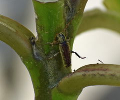 Bisaltes fuscomarmoratus