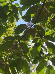 Callicarpa formosana