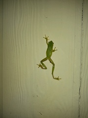 Hyla cinerea