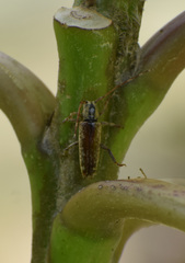 Bisaltes fuscomarmoratus