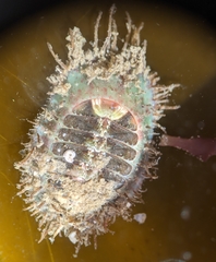 Placiphorella velata