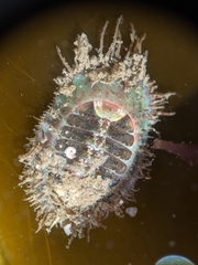 Placiphorella velata