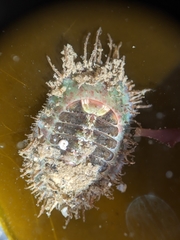 Placiphorella velata