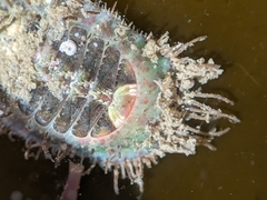 Placiphorella velata