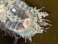 Placiphorella velata