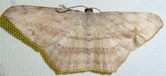 Probithia imprimata
