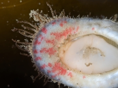 Placiphorella velata