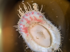 Placiphorella velata