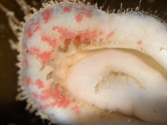 Placiphorella velata