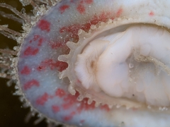 Placiphorella velata