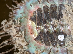 Placiphorella velata