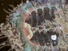 Placiphorella velata