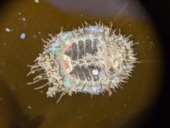 Placiphorella velata