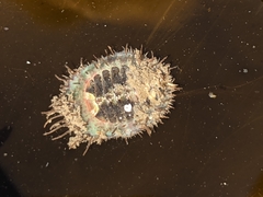 Placiphorella velata