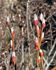 Salix breweri