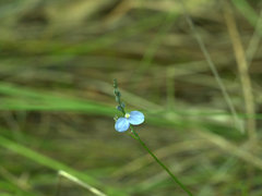 Comesperma defoliatum