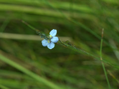 Comesperma defoliatum