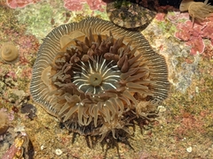 Epiactis prolifera