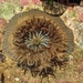 Epiactis prolifera