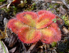 Drosera squamosa