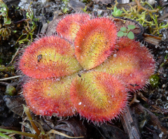 Drosera squamosa