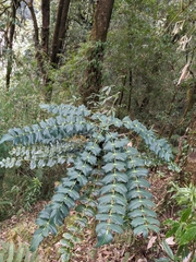 Berberis napaulensis