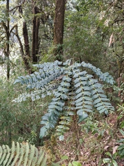 Berberis napaulensis