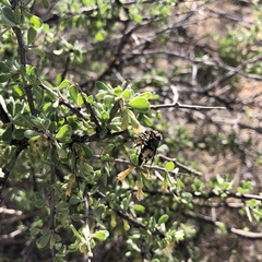 Copestylum apiciferum