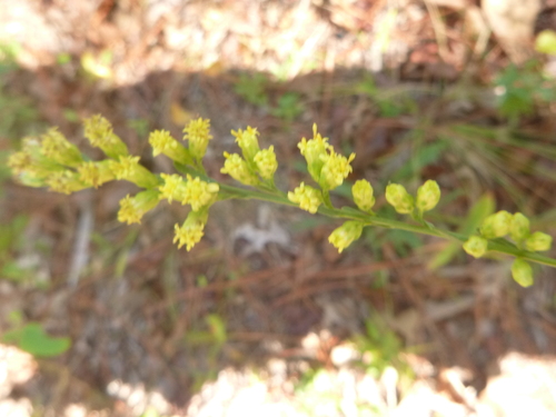 Image of Solidago gracillima by no rights reserved
