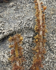 Carpophyllum plumosum