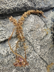 Carpophyllum plumosum